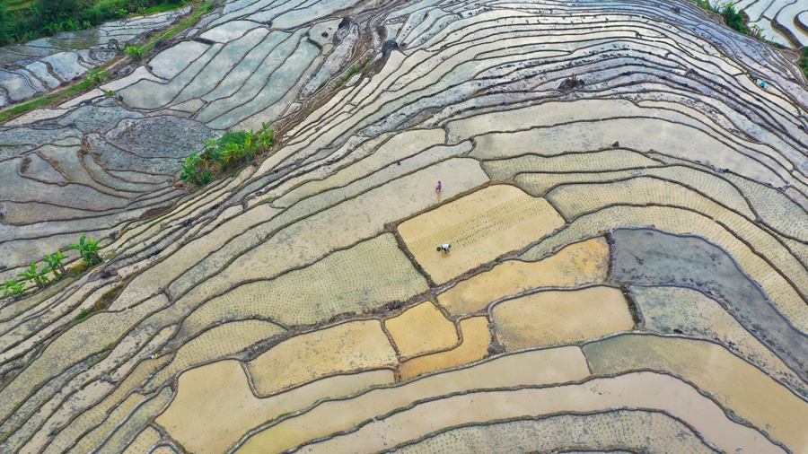 3.千畝梯田間，農(nóng)戶忙著耕地、插秧，一派農(nóng)忙景象。黃建和攝