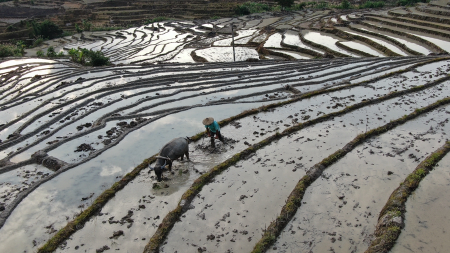 5.千畝梯田間，農(nóng)戶忙著耕地、插秧，一派農(nóng)忙景象。黃建和攝