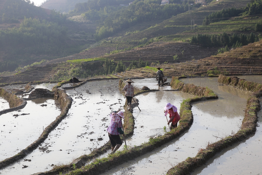 6.千畝梯田間，農(nóng)戶忙著耕地、插秧，一派農(nóng)忙景象。黃建和攝