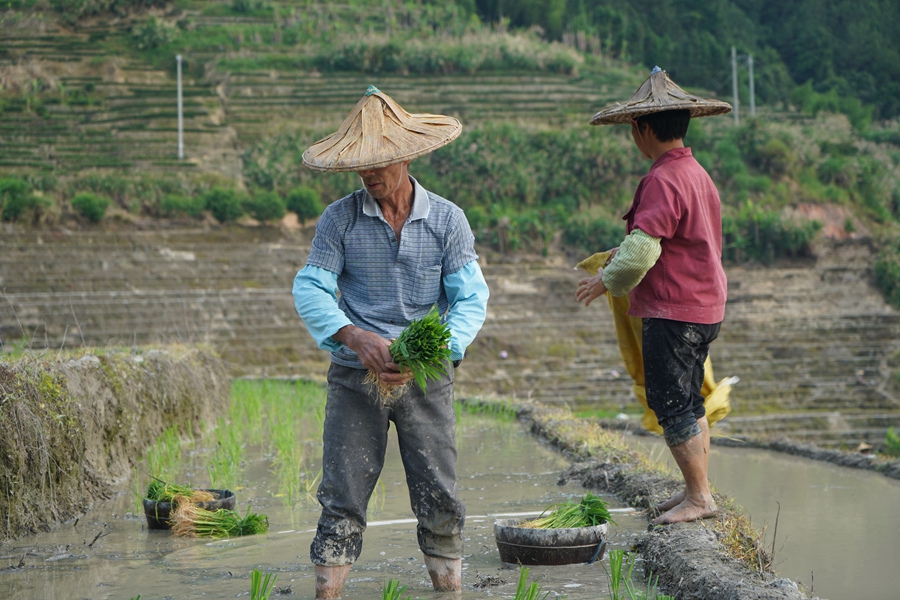 8.梯田間，農(nóng)戶忙著耕地、插秧，一派農(nóng)忙景象。黃建和攝
