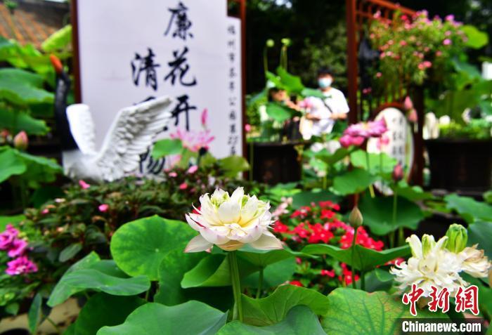 福州茶亭公園正在舉辦第23屆荷花展?！埍?攝