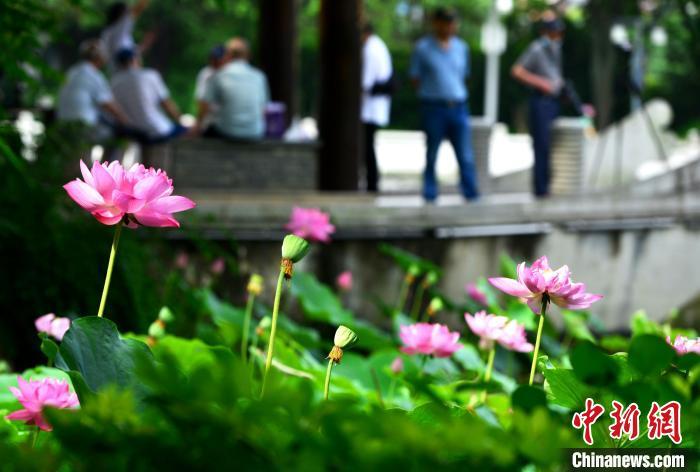 福州茶亭公園盛開的荷花吸引市民前來(lái)觀賞。　張斌 攝