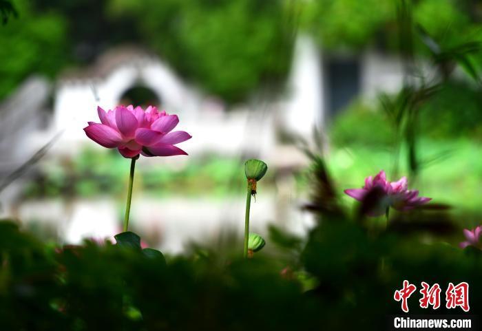 福州茶亭公園內(nèi)，夏荷爭(zhēng)奇斗艷。　張斌 攝