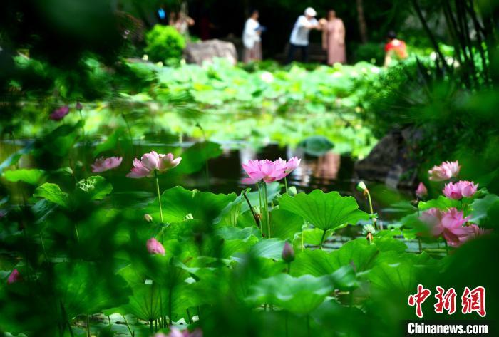 福州茶亭公園盛開的荷花吸引市民前來(lái)觀賞?！埍蟆z