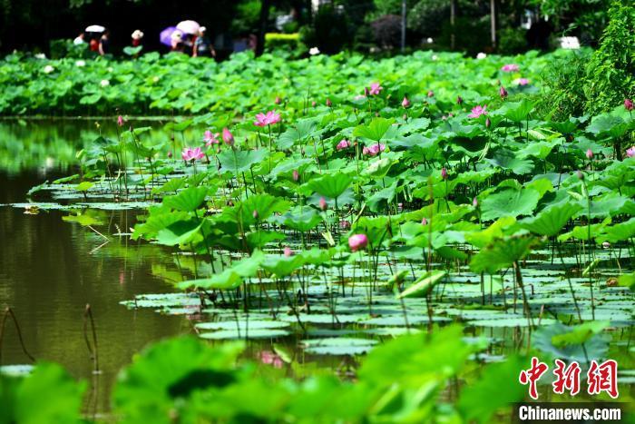 福州茶亭公園正舉辦第23屆荷花展，集中展示近200個(gè)品種?！埍?攝