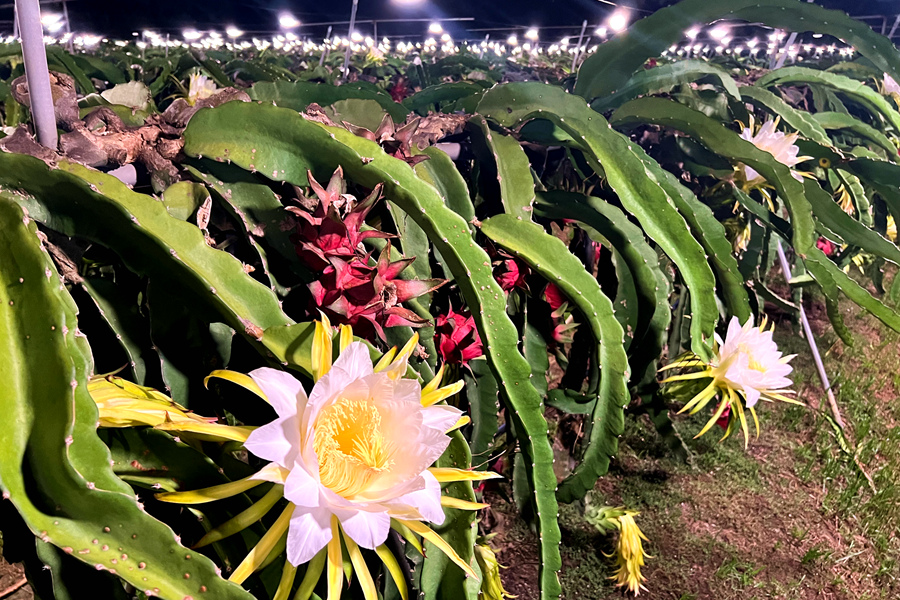 在果園中，潔白碩大的花朵垂墜在枝頭。許秋珩攝