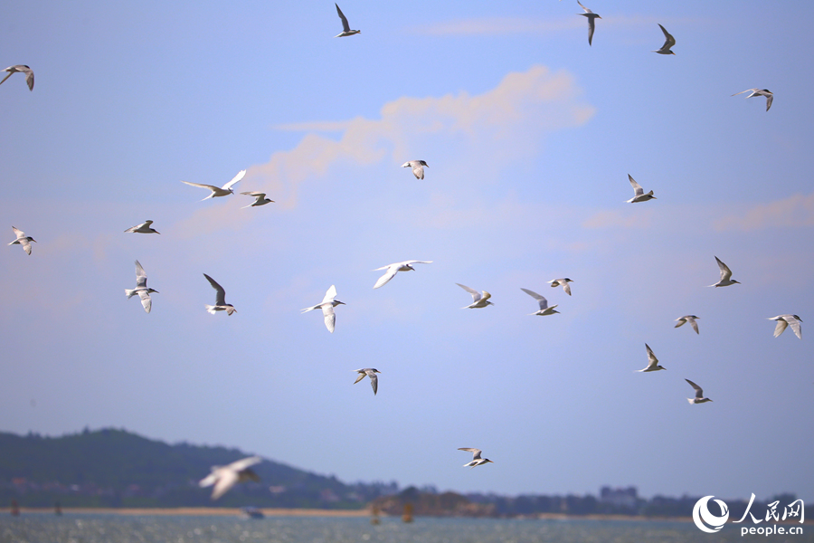 燕鷗鳥群在海面上覓食。人民網(wǎng) 陳博攝