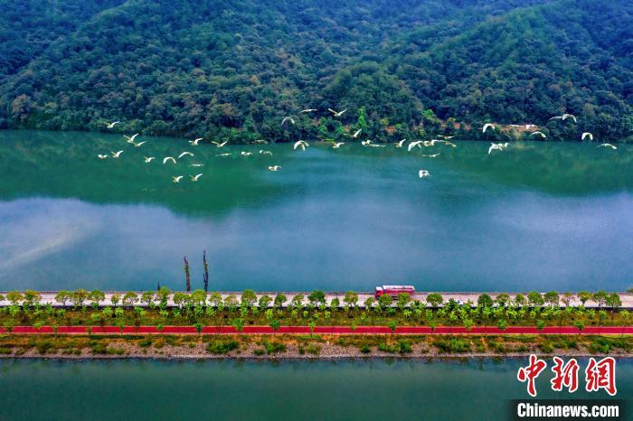 圖為三明市將樂縣?？诖宄Ｔ春挚叼B(yǎng)漫道?！∪魇形麄鞑抗﹫D