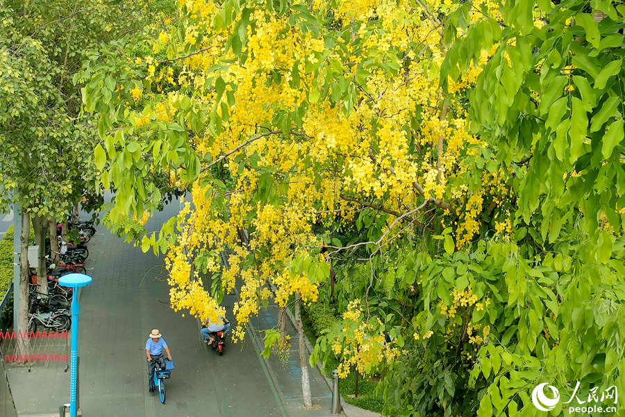 廈門(mén)市蓮前東路臘腸樹(shù)開(kāi)花滿樹(shù)。人民網(wǎng) 陳博攝