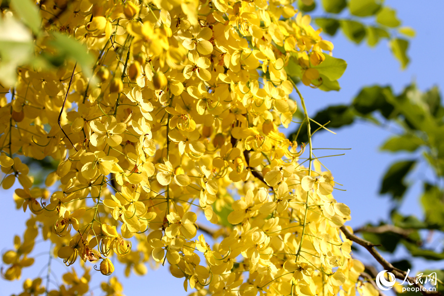 廈門(mén)大學(xué)校園里，臘腸樹(shù)花朵競(jìng)相綻放。人民網(wǎng) 陳博攝