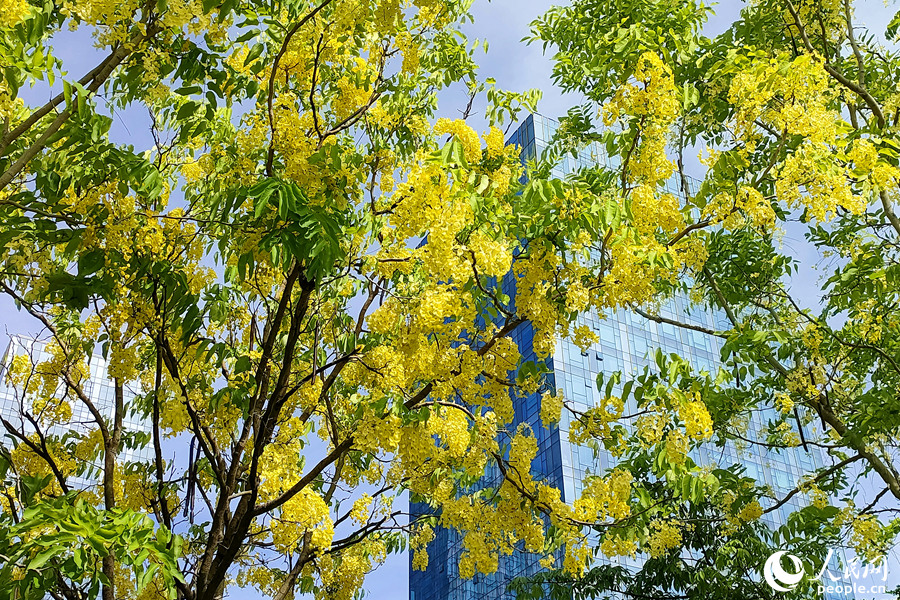 廈門(mén)市軟件園二期旁的臘腸樹(shù)花團(tuán)錦簇。人民網(wǎng) 陳博攝
