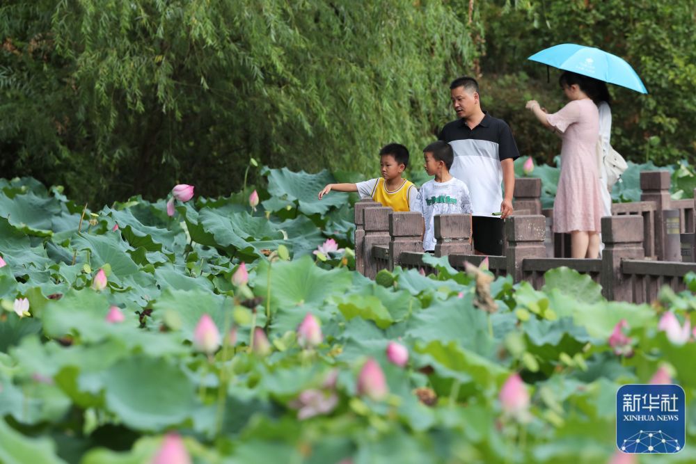 新華社關(guān)注福州：夏日賞荷