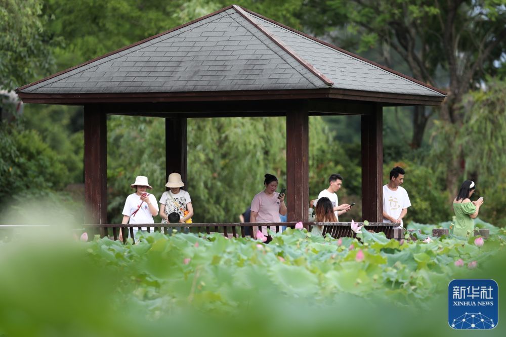 新華社關(guān)注福州：夏日賞荷