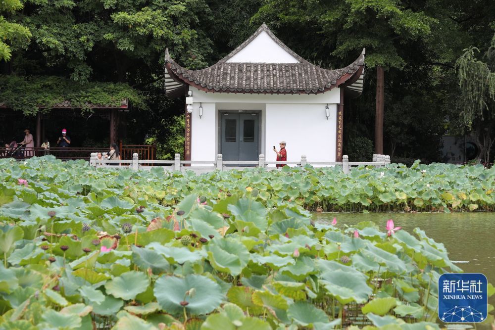 新華社關(guān)注福州：夏日賞荷