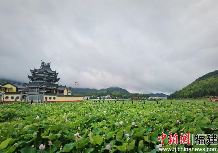 浦源村鯉魚溪公園內(nèi)荷花盛開，吸引游人前來觀賞。呂若萱 攝