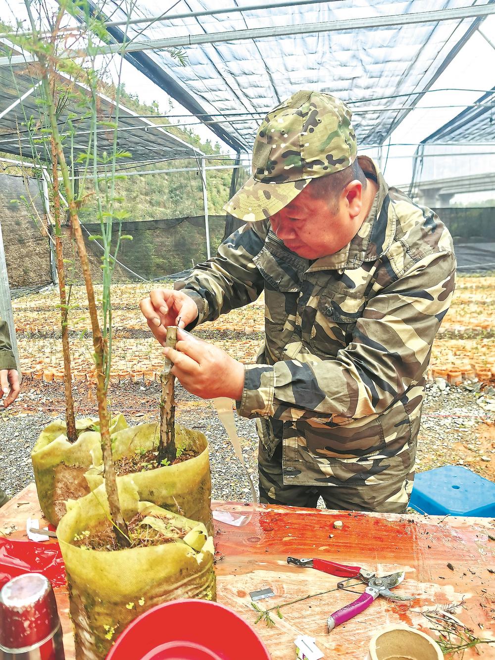 樹3.jpg