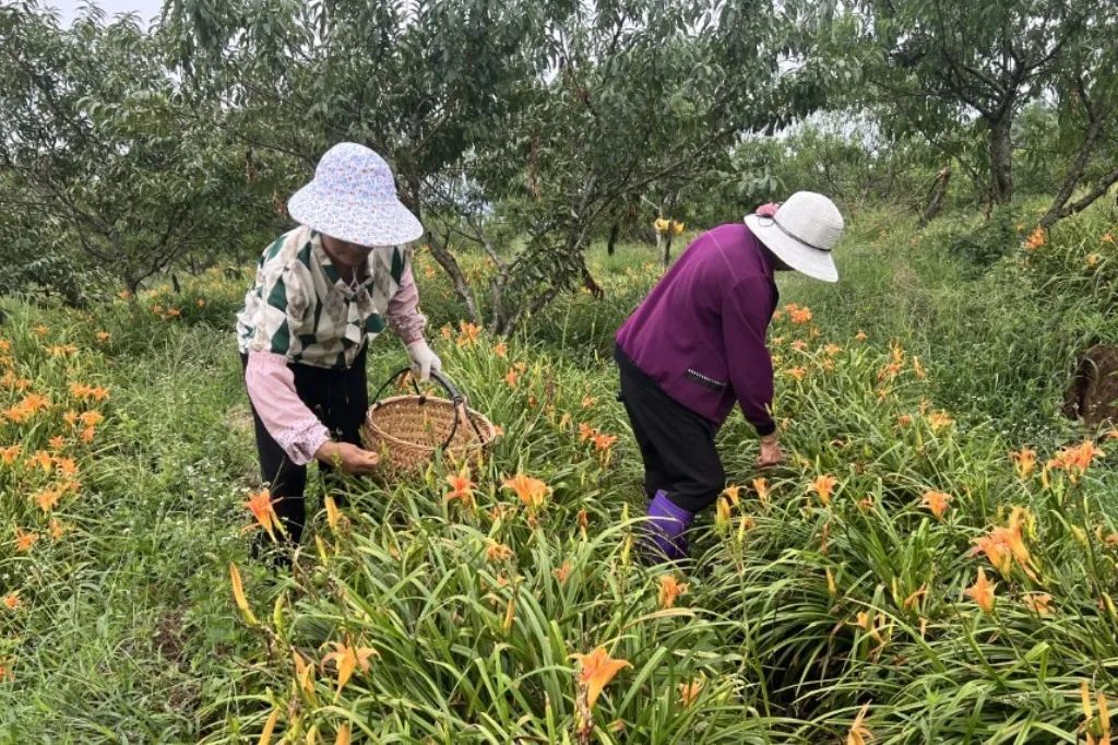 美！永泰這里遍地“金針”