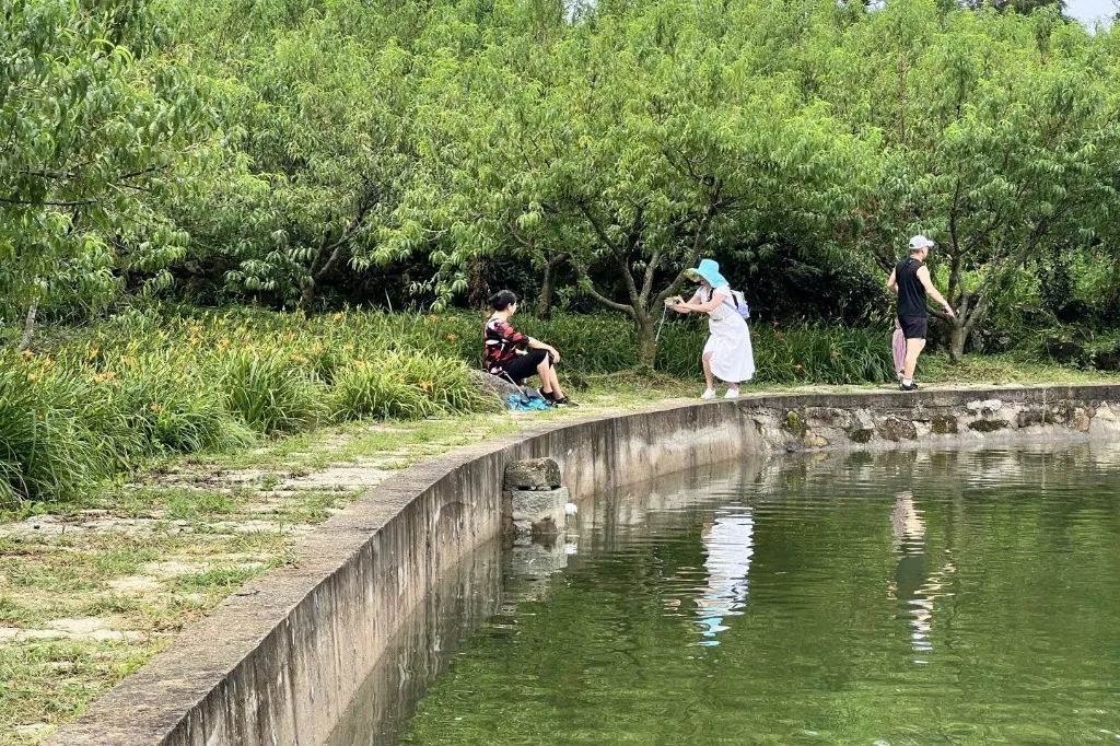 美！永泰這里遍地“金針”