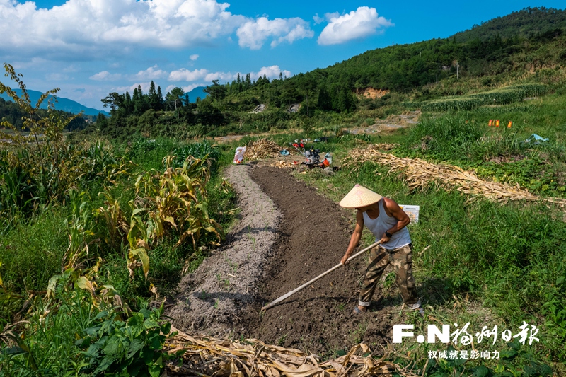 閩侯大湖鄉(xiāng)破解種植銷售難題 拋荒地成了希望田
