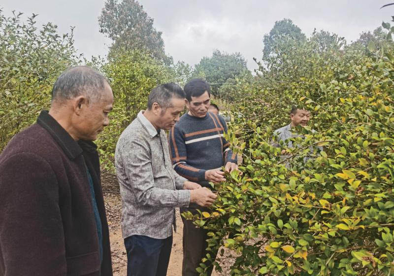 盧玉勝（左二）帶領(lǐng)油茶管理員探討油茶樹增產(chǎn)修剪技術(shù)