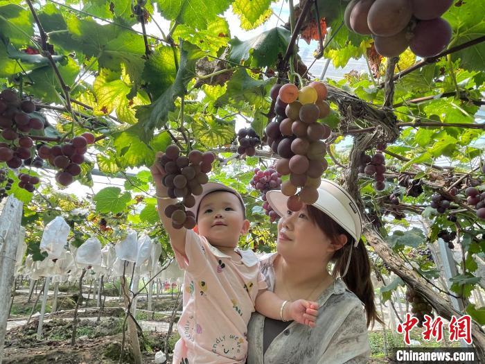 葡萄采摘節(jié)吸引游客前來游玩。張文奎攝