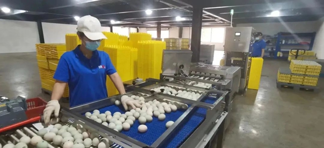永泰縣金蛋發(fā)展有限公司生產(chǎn)車間。永泰縣融媒體中心供圖