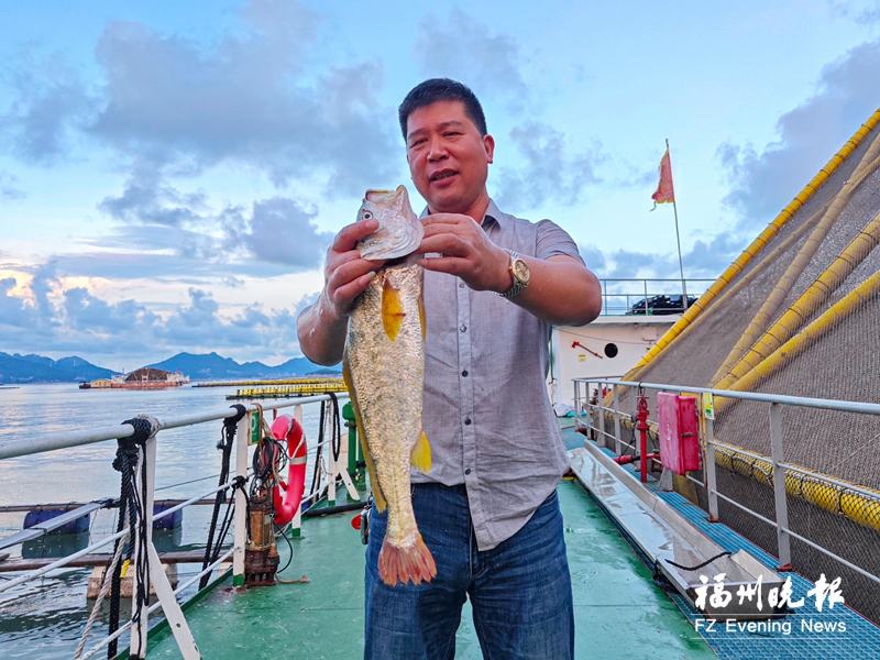 連江智能化“海上糧倉”迎豐收 100多萬條“健身大黃魚”上市