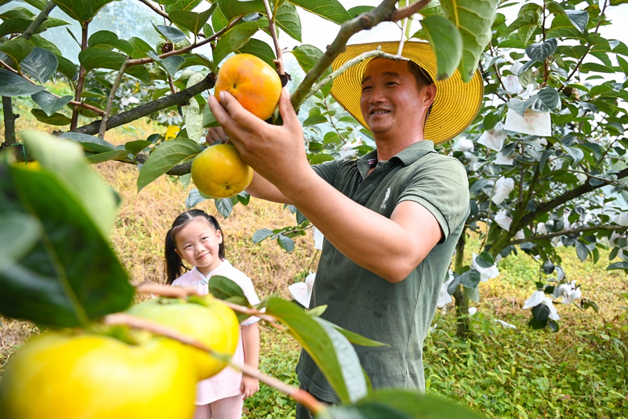 秋意濃、柿子紅。福州市閩侯縣大湖鄉(xiāng)江洋農(nóng)場的綠川甜柿基地迎來了豐收季，預(yù)計今年產(chǎn)量可達10多萬斤。吳婧攝
