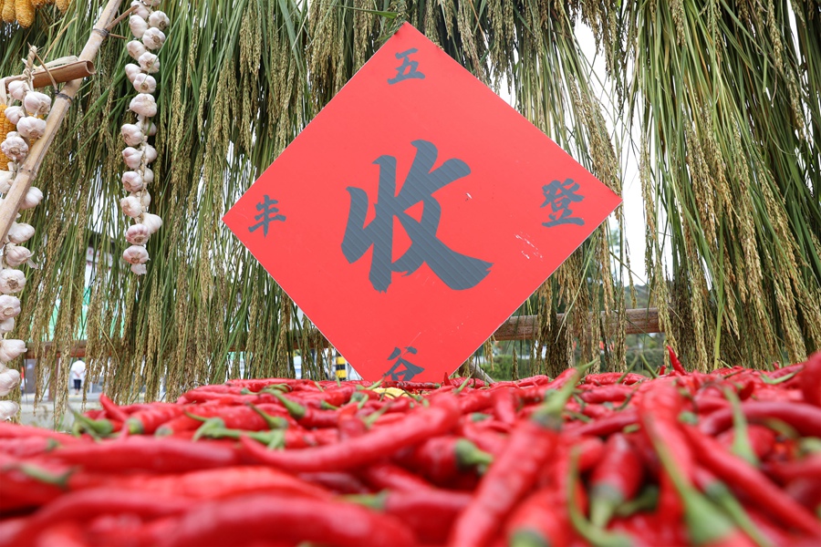 三明市泰寧縣下渠鎮(zhèn)村民曬辣椒，紅紅火火慶豐收。熊明歡攝