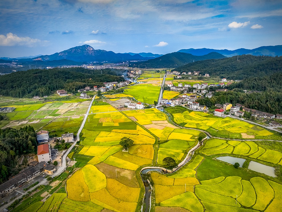 莆田市仙游縣鐘山鎮(zhèn)的稻田“漸變鍍綠黃”。鄭金相攝