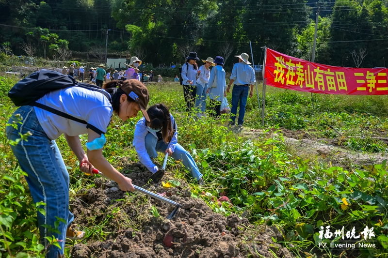 我在壽山有畝田 金秋甘薯喜豐收