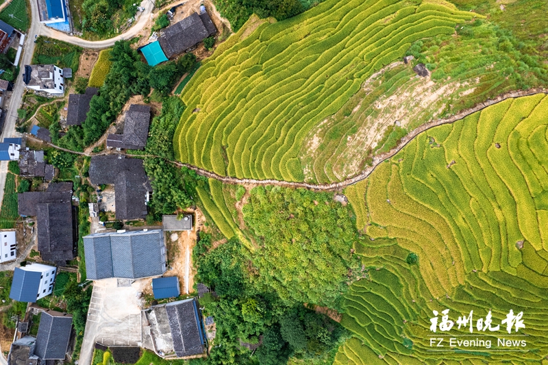 羅源王認村：最美梯田好“豐”景