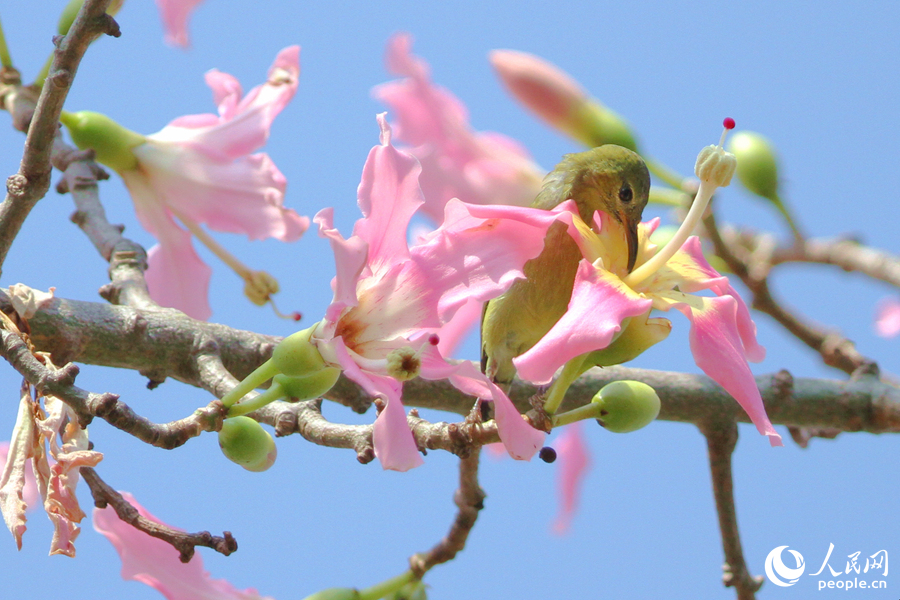 廈門白鷺洲公園內(nèi)，叉尾太陽鳥在枝頭采食花蜜。人民網(wǎng)記者 陳博攝