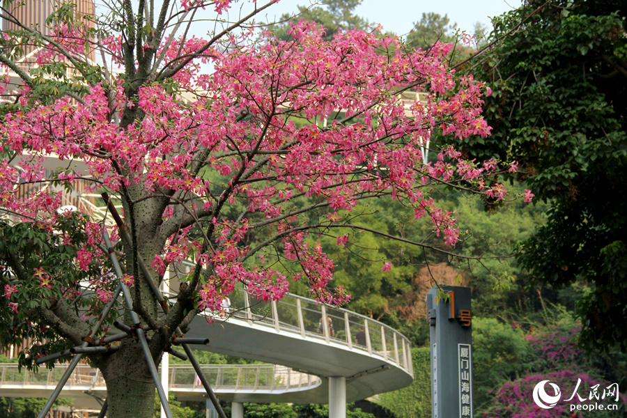 廈門山海健康步道兩側(cè)“美人樹”花朵競相綻放。人民網(wǎng)記者 陳博攝