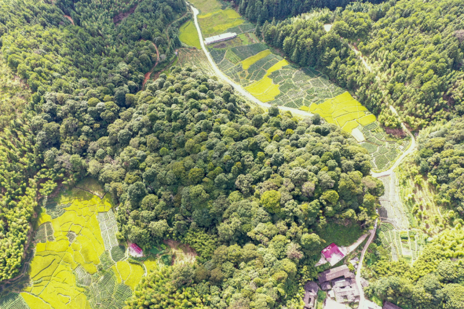 連城縣莒溪鎮(zhèn)廈莊村樂東擬單性木蘭古樹群。福建省林業(yè)局供圖