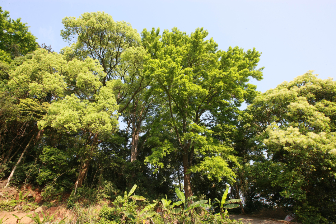 永泰縣塘前鄉(xiāng)嶺頭村樟樹古樹群。福建省林業(yè)局供圖