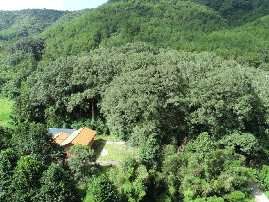 武平縣十方鎮(zhèn)梅坑村細(xì)柄蕈樹古樹群。福建省林業(yè)局供圖