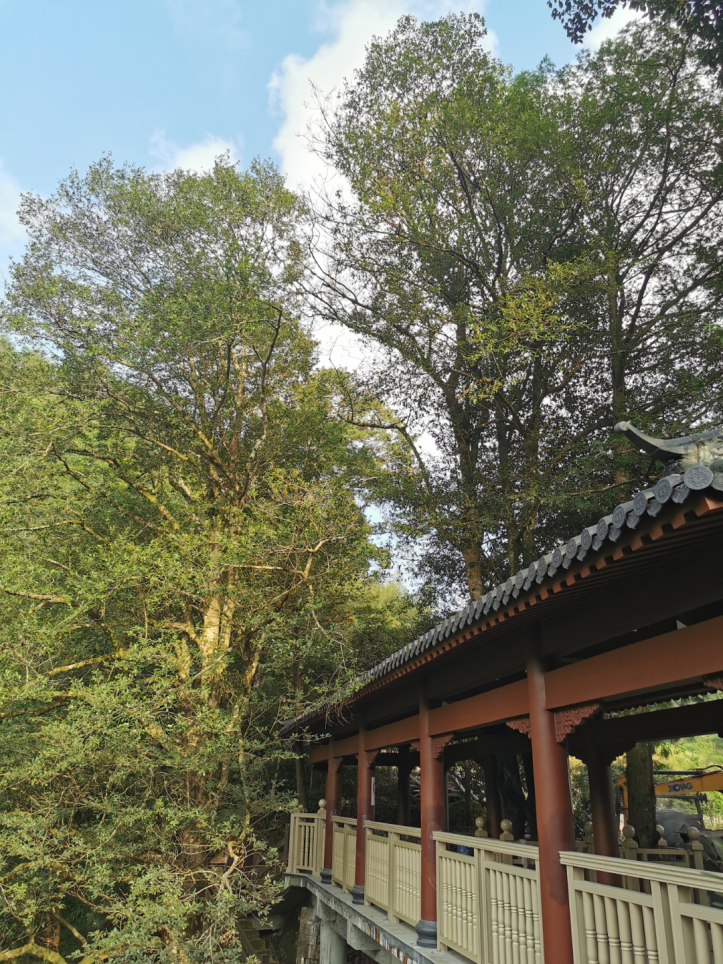 福鼎市磻溪鎮(zhèn)后坪村蚊母樹古樹群。福建省林業(yè)局供圖