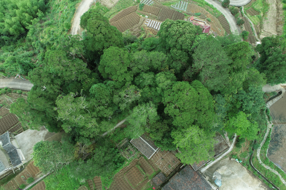 永泰縣洑口鄉(xiāng)紫山村南方紅豆杉古樹群。福建省林業(yè)局供圖