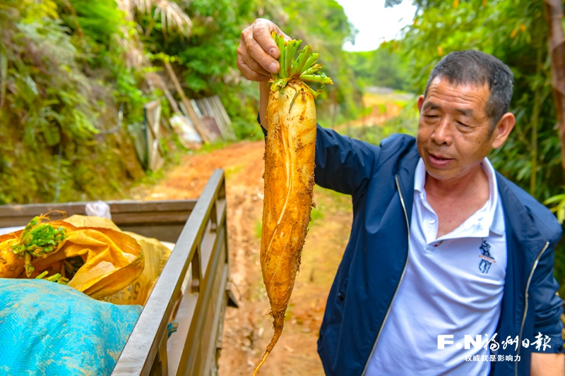 福州農(nóng)村打綠色農(nóng)業(yè)牌、走生態(tài)致富路 村民生活大不同