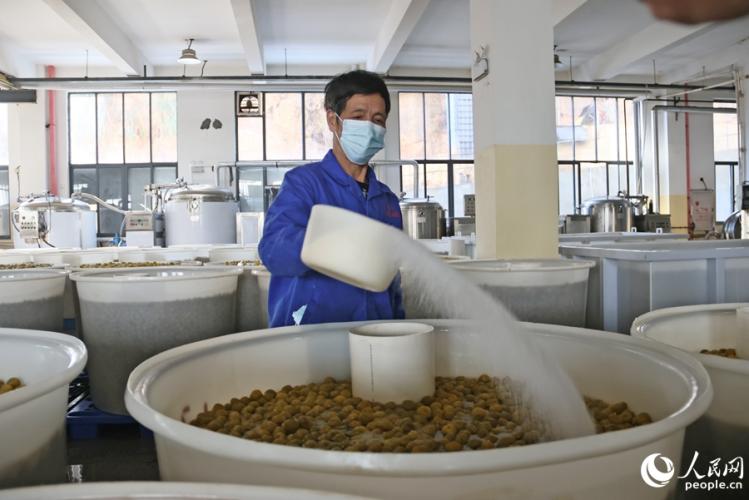 工人正在給糖漬池中的青梅添糖。人民網(wǎng) 李昌乾攝