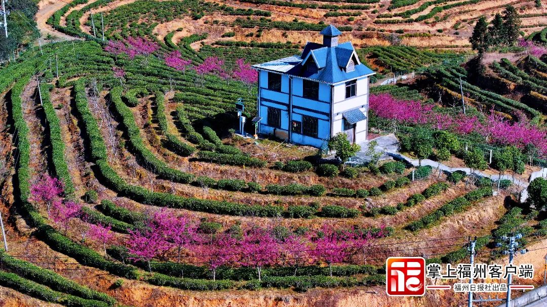 福州版“永福櫻花園”！錯峰盛開！