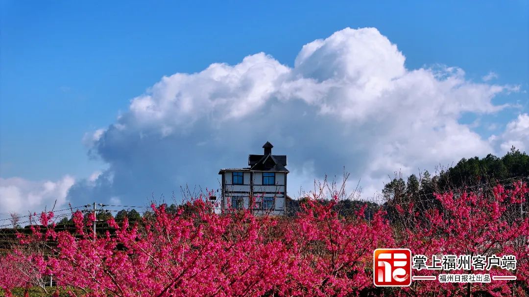 福州版“永福櫻花園”！錯峰盛開！