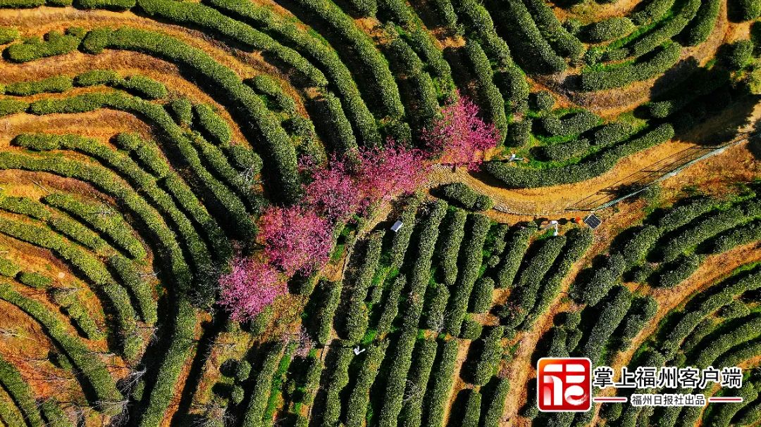 福州版“永福櫻花園”！錯峰盛開！