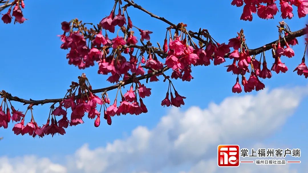 福州版“永福櫻花園”！錯峰盛開！