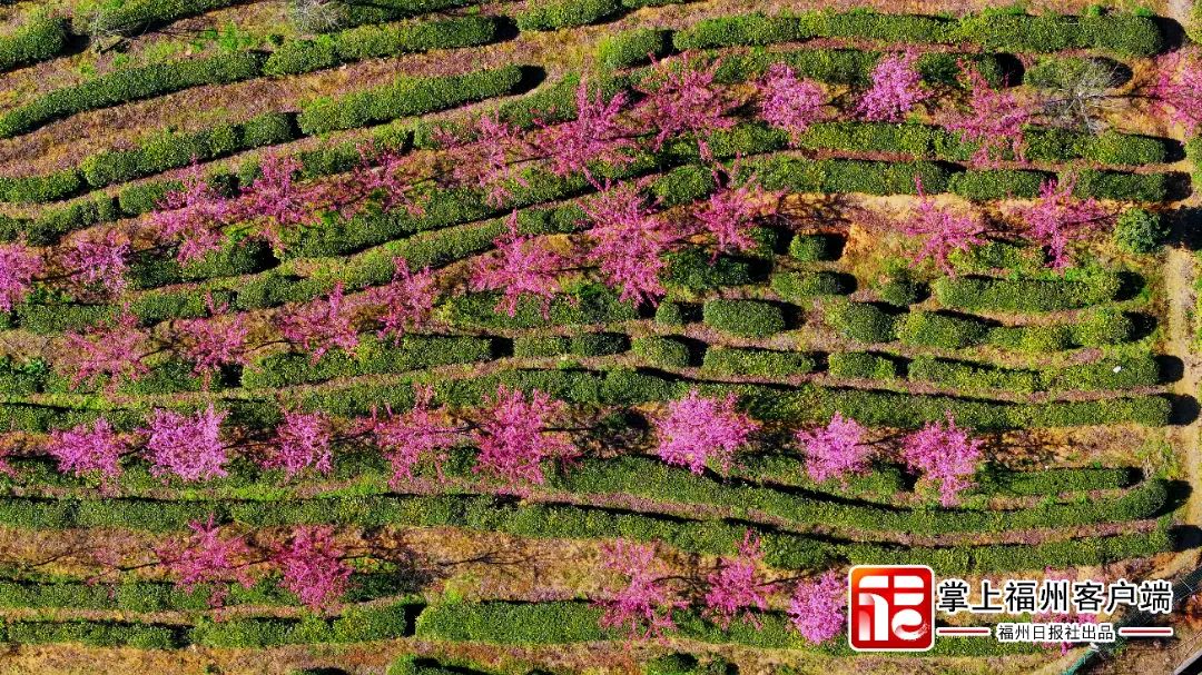 福州版“永福櫻花園”！錯峰盛開！