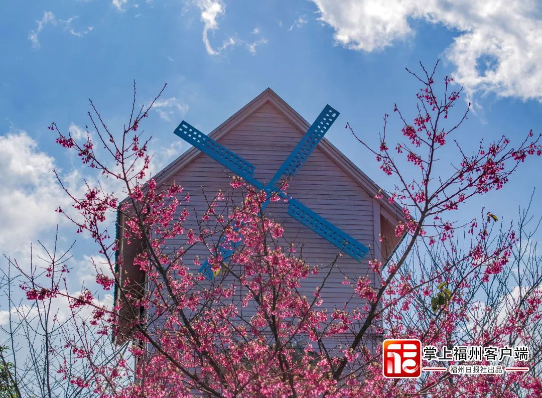 福州版“永福櫻花園”！錯峰盛開！