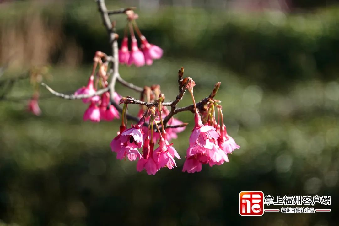 福州版“永福櫻花園”！錯峰盛開！