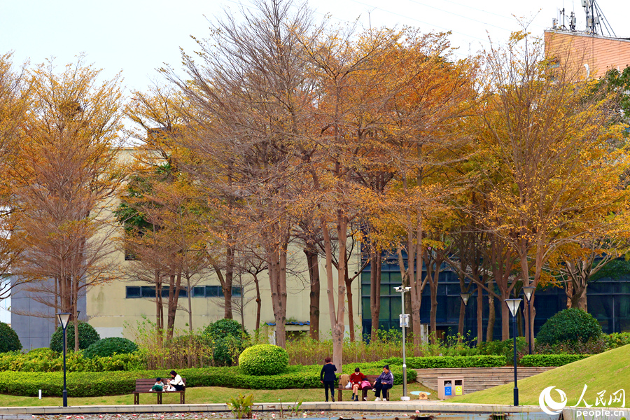 廈門市海灣公園中，市民游客在發(fā)黃的樹下休息。人民網(wǎng)記者 陳博攝