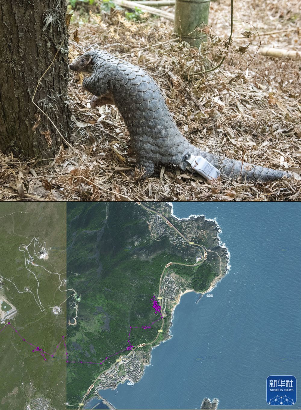 福建加快構(gòu)建野生動植物智慧保護體系